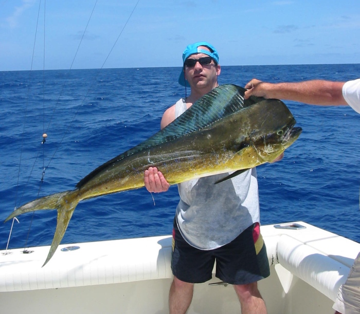 Male dolphinfish caught in the Florida Keys (photo via Wikipedia)