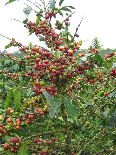 Coffee plant with berries (photo via www.travelcostarica.nu)