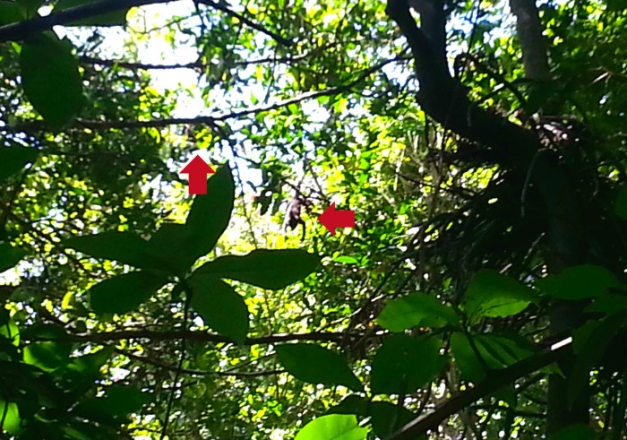 monkeys in Rincon de la Vieja national park in Costa Rica